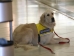 Epilepsiehund (Foto)