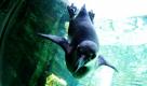 Ein neugieriger Humboldt-Pinguin blickt durch die Scheibe seines Beckens im Zoo am Meer in Bremerhaven.  Foto: ap