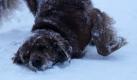 Der Golden Retriever Tobi spielt im Schnee an der Hamburger Außenalster. Für das Wochenende sagen die Meteorologen weitere Schneefälle bei frostigen Temperaturen voraus. Foto: dpa