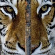 Tierpflegerin stirbt nach Tiger-Angriff (Foto)
