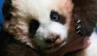 Po, das einzige Riesenpanda-Junge, das im vergangenen Jahr in einem US-Zoo geboren wurde, wird gemeinsam mit seiner Mutter Lun Lun im Tierpark in Atlanta endlich der Öffentlichkeit präsentiert.  Foto: dapd