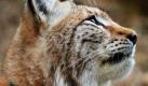 Diese freilebende Luchs-Dame wurde vor einigen Wochen mit einem GPS-Sendehalsband ausgerüstet und sendet regelmäßig Funkdaten über ihren Aufenthaltsort. Das Tier bewege sich im Raum Bad Harzburg/Wernigerode, sagte der Leiter des Harzer Luchsprojektes, Ole Anders. Experten des Nationalparks hatten das freilebende Tier Ende 2010 in der Nähe von Bad Harzburg in einer Lebendfalle vorübergehend festgesetzt und mit dem Sender ausgestattet. Foto: dpa