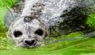 Ein Seehund blickt in dem Außenbecken des Aquariums Kiel im Leibniz-Institut für Meereswissenschaften aus dem Wasser.  Foto: dpa
