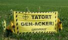 ARCHIV - Greenpeace-Aktivisten protestieren am 21.06.2007 im brandenburgischen Hohenstein unweit von Strausberg (Märkisch-Oderland) gegen den Anbau von Genmais und zeigen ein Transparent mit der Aufschrift 'Tatort Gen-Acker!' - Brandenburg bleibt Deutschlands Anbaugebiet Nr. 1 für gentechnisch veränderten Mais. Nach Angaben des Bundesamtes für Verbraucherschutz und Lebensmittelsicherheit entfallen rund 40 Prozent der bundesweiten Anbaufläche auf die Mark. Foto: Patrick Pleul dpa/lbn (zu Korr-Bericht 'Maiszünsler contra Bio-Image - Brandenburg bei Genmais Spitze' vom 21.07.2008) +++(c) dpa - Bildfunk+++ Foto: dpa
