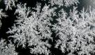 Eisblumen haben sich über Nacht an der Fensterscheibe eines Autos in Vluyn gebildet. Bei einer Eisblume handelt es sich eigentlich um Eiskristalle, die wegen ihrer besonderen Form und Ähnlichkeit mit Blumen so genannt werden. Foto: dpa