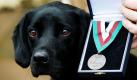 Treo, ein neun Jahre alter Labrador, hat die britische Dicken-Medaille erhalten. Die Medaille wird für besondere (tierische) Tapferkeit in Kriegszeiten vergeben. Treo erschnüffelte in Afghanistan Sprengstoffe.  Foto: ap