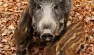 Eine Wildschwein-Bache steht mit ihren Frischlingen im Tierpark Sababurg in Nordhessen. Der Kampf gegen zu viele Wildschweine treibt nicht nur rheinland-pfälzische Landwirte um - er ist ein weltweites Problem. Experten aus Japan, Australien und dem US-amerikanischem Texas berieten auf einer internationalen Wildschwein-Konferenz in Großbritannien Ende August.  Foto: dpa