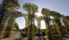 Die Arkaden mit Linden im Schlossgarten in Schwetzingen leuchten am Montag (19.10.2009) bei sonnigem Wetter im Gegenlicht. Sonne mit vereinzelten Wolken und lokalen Nebelfeldern bei milden Temperaturen sagen die Meteorologen für die kommende Woche voraus. Foto: Ronald Wittek dpa/lsw +++(c) dpa – Bildfunk+++ Foto: dpa