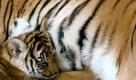 Indochinesischen Tiger (Foto)