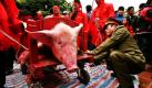 Ein Polizist löst ein auf ein Brett gebundenes Schwein in einem vietnamesischen Dorf. An diesem Wochenende feiert das ganze Land das Neujahrsfest Têt. Das Jahr des Schweins steht ganz im Zeichen des Reichtums und der Gesundheit. Foto: dpa