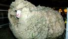 Eher wenig Durchblick hat der neunjährige Merino-Hammel Shrek in einem Stall in Cromwell, Neuseeland, im April 2004, bevor er gründlich geschoren wird. Nun trauern die Inselbewohner um das verstorbene landesweit berühmte Schaf Shrek: Das Tier war bekannt dafür geworden, sich sieben Jahre lang gegen die Beseitigung seiner dicken Wolle zu wehren. Vor der ungeliebten Rasur versteckte sich Shrek auf dem Bauernhof im Süden der Insel bis 2004 jedes Mal erfolgreich in Höhlen.  Foto: dapd