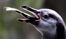 Im Prager Zoo lässt es sich der Humboldt-Pinguin gut schmecken. Den Fisch schluckt der Vogel mit einem Mal hinunter. Die Art wurde nach ihrem Entdecker, dem deutschen Abenteurer Alexander von Humboldt, benannt. Foto: dapd
