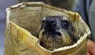 Einmal wiegen, bitte! Im Thüringer Zoopark in Erfurt sitzt ein Klippschliefer in einem Karton, in dem er gewogen wird. Im Rahmen der jährlichen Zooinventur müssen knapp 170 Arten mit 943 Tieren gezählt werden. Foto: ap