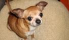 Chihuahua-Hünding Marge im städtischen Tierheim von San Francisco, aufgenommen am 14.12.2009. Kalifornische Tierheime haben ein Chihuahua-Problem, das als 'Paris-Hilton-Syndrom' von sich reden macht. Klagen die meisten Tierheime in den USA über zu viele Pitbulls und große Mischlinge, die schwer zu vermitteln sind, so sind in dem US-Westküstenstaat die modischen Schoßhunde zur Plage geworden. Foto: Barbara Munker (zu dpa-KORR ''Paris-Hilton-Syndrom': Chihuahuas füllen kalifornische Tierheime' vom 16.12.2009) +++(c) dpa - Bildfunk+++ Foto: dpa