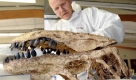Eine Kopie des Schädels der Echse, die 2007 von einer Forschungsgruppe entdeckt worden war.  Foto: dpa