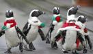 Jackass penguins, wearing red and green garments, take a walk at the Hakkeijima Sea Paradise aquarium-amusement park complex in Yokohama, southwest of Tokyo, Japan, Sunday, Nov. 13, 2011. (AP Photo/Itsuo Inouye) Foto: dapd