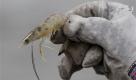 Lust auf Shrimps?Bei dem Anblick kann einem der Appetit vergehen. Denn diese Garnele stammt aus dem Golf von Mexiko und ist mit Öl verschmiert. Foto: ap