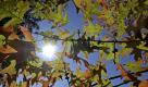 Die Strahlen der Sonne scheinen am Samstag (15.10.11) in Mannheim im Luisenpark durch die herbstlich verfaerbten Blaetter einer nordamerikanischen Sumpfeiche. Der Oktober wird in den naechsten Tagen vielerorts sonnig und warm. Gebietsweise kann es aber auch teilweise ganztaegig neblig sein, wie der Deutsche Wetterdienst am Samstag in Offenbach mitteilte. Am Sonntag (16.10.11) loest sich der Nebel teils nur zoegernd auf, am Bodensee, im Donautal und Richtung Alpenrand kann er sich halten. Sonst scheint die Sonne und es bleibt trocken. Bei Nebel erreichen die Temperaturen tagsueber kaum 10 Grad, bei Sonnenschein werden es in Nordrhein-Westfalen und im Suedwesten auch 14 bis 17 Grad. (zu dapd-Text).
Foto: Ronald Wittek/dapd Foto: dapd
