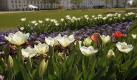 Frühlingsboten und üppige Blumenpracht gibt es auch im Schloßgarten von Oranienburg in Oberhavel/Brandenburg. Hier fand 2009 die Landesgartenschau statt und noch heute werden die Beete, Rabatten und Anlagen gehegt und gepflegt. Ein Ausflug zu dem weitläufigen Areal des von Kurfürstin Louise Henriette von Nassau-Oranien angelegten Parks lohnt sich. Foto: dpa/Bernd Settnik