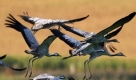 Kraniche fliegen bei Linum (Ostprignitz) in Brandenburg über ein Maisfeld. Im Rhein-Havelluch, einer der bedeutendsten Rastgebiete der Kraniche in Europa, hat der Einflug der Tiere begonnen. Bei Linum befindet sich der größte Schlafplatz für Kraniche innerhalb des Rastgebietes. Rund 86.000 Tiere wurden 2008 in Linum gezählt.
 Foto: ddp