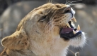 Auf diesem Foto ist eine Löwin im Masai Mara Nationalpark in Kenia zu sehen. Kenianische Wildhüter warnen: Die rund 2000 Löwen im Land seien ernsthaft in Gefahr. Wiederkeherende Dürren und ein Pestizid seinen bereits Schuld an dem Tod von 76 Raubkatzen. Foto: ap