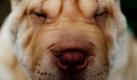Cleo, ein chinesischer Shar-Pei, wird bei der Internationalen Hundeshow im kubanischen Havanna als Favorit gehandelt.  Foto: ap