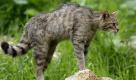 Nicht, wie allgemein angenommen, aus Ägypten. Eher hat wohl die Wildkatze, Experten bekannt als Felis silvestris, ihre Gene im Spiel. Foto: dpa
