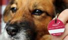 Hundedame Lola ist schon registriert: Ihr wurde in einer Kleintierpraxis in Langenhagen (Region Hannover) ein Chip implantiert, den ab 1. Juli alle Hunde tragen müssen. Zusätzlich müssen die Besitzer der Vierbeiner eine Haftpflichtversicherung für ihre Lieblinge abschließen. Ein landesweites Hunde-Zentralregister fehlt aber bisher. Foto: dpa