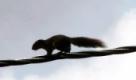 In Bangkok überquert ein Eichhörnchen auf einer Stromleitung eine stark befahrene Straße. Eichhörnchen sind in Thailand sehr beliebt und werden oft als Haustiere gehalten. Da es in der Großstadt allerdings wenig Bäume zum Klettern gibt, nutzen die Tiere Strom- oder Telefonkabel, um sich fortzubewegen. Foto: dpa