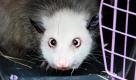 Das schielende Opossum (Didelphis) Heidi blickt im Zoo Leipzig aus ihrem Transportkäfig. Am Donnerstag hat die wegen ihres Sehfehlers weltbekannte Beutelratte ihr Quartier in der neuen Tropenhalle bezogen. Am 1. Juli 2011 soll das 16.500 Quadratmeter messende sogenannte Gondwanaland eröffnet werden. Foto: dapd