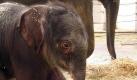 Ein im Tierpark Hellabrunn in München geborenes noch namenloses Elefantenbaby steht zusammen mit seiner Mutter Temi im Elefantenhaus. Am Freitag brachte die neunjährige Elefantenkuh Temi einen gesunden Bullen zur Welt, wie der Tierpark Hellabrunn mitteilte. Mutter und Kind seien wohlauf. Im Lauf der kommenden Woche wollte der Tierpark das Junge der Öffentlichkeit präsentieren. Erst aber müssten sich beide Elefanten ein paar Tage in Ruhe aneinander gewöhnen.
 Foto: dapd