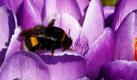 Eine Hummel krabbelt im Sonnenlicht auf lila blühenden Krokussen in einem Park im niedersächsischen Obernkirchen. Bei Temperaturen um 15 Grad und Sonnenschein hält der Frühling im Weserbergland Einzug.  Foto: ap