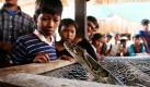 Kleine Dorfbewohner in der Provinz Kandal in Kambodscha betrachten gebannt die Schlange Pitch, eine männliche Python, die neugierig aus ihrem Käfig lugt. Gleich soll die die Hochzeitszeremonie der männlichen mit einer weiblichen Schlange stattfinden, die von den Anwohnern organisiert wurde. Schlangen werden in Kambodscha vermählt, weil diese Glauben, es bringe ihnen Glück und helfe ihnen bei Krankheiten.  Foto: dpa