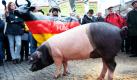 Vor den Teilnehmern einer Protestaktion von Bauern, Imkern und Naturschützern gegen Gentechnik in Stuttgart steht ein Schwein. Der Bundesrat berät am morgigen Freitag über einen Antrag Baden-Württembergs, nach dem Saatgut in Zukunft nicht mehr frei von gentechnischen Verunreinigungen sein muss. Foto: dpa