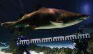 Zwei Taucher vermessen anlässlich der jährlichen Inverntur den Tigerhai Sharkline im Sea Center auf Fehmarn. Foto: ap