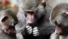 Zwei Paviane schauen im Tierpark Hellabrunn in München einem Artgenossen ungeniert beim Pinkeln zu. Trotz des trüben und kühlen Herbstwetters machen die Paviane einen Ausflug in den Außenbereich ihres Geheges.  Foto: dpa