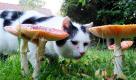Ein Kater interessiert sich in einem Garten im schleswig-holsteinischen Aukrug für große Fliegenpilze. Die Wetterbedingungen der vergangenen Tage haben die Pilze - giftige und ungiftige - kräftig wachsen lassen. Foto: dpa