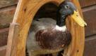 Deine Mudder wirft Brot ins Klo um die WC-Ente zu füttern. Foto: dpa