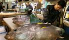 Ein japanischer Fischhändler nimmt einen Thunfisch aus. In dem asiatischen Land macht sich Unmut breit gegen einen Gesetzesvorschlag, der den Export von Blauflossen-Thunfisch verbieten soll. Foto: ap