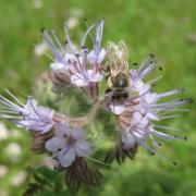 Mögen Schnecken überhaupt nicht: Phacelia oder auch Büschelschön, das wegen seiner Attraktivität auf Insekten auch Bienenweide genannt wird.