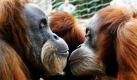 Orang-Utans schmusen in der neueröffneten Asien-Freilufthalle der Zoom Erlebniswelt im Gelsenkirchener Zoo. Nach zehnjähriger Bauzeit ist der Themenzoo mit den Kontinenten Afrika, Alaska und Asien nun fertig. Foto: dpa