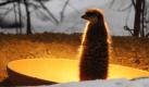 Ein Erdmännchen schützt sich im Kölner Zoo gegen die Kälte, indem es sich unter die Wärmelampe stellt. 
 Foto: ap