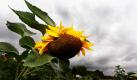 Bei dem Wetter lassen auch die Sonnenblumen ihre Köpfe hängen: Im Westen, der Mitte und im Süden Deutschlands regnet es zu Wochenbeginn weiter. In den restlichen Regionen bleibt es wolkig, vor allem im Norden und Osten soll es immer wieder starke Gewitter geben. Foto: ap