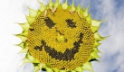 Lachen ist gesund: Lach-Yoga wird mittlerweile in ganz Deutschland angeboten. (Bild: ZB-Funkregio Ost) Foto: dpa