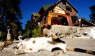 Eine Katze nimmt neben einem vom Erdbeben zerstörten Haus im chilenischen Constitution ein Sonnenbad. Das Erdbeben vom 27. Februar hat eine Spur der Verwüstung in dem südamerikanischen Land hinterlassen.  Foto: ap