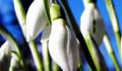 Blühende Schneeglöckchen zeichnen am Mittwoch (03.03.2010) in Kassel vor dem blauen Himmel ab. Zum Wochenende hin soll es immer kälter werden und teilweise auch wieder schneien. Foto: Uwe Zucchi dpa/lhe +++(c) dpa - Bildfunk+++ Foto: dpa