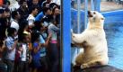 Chinesische Touristen beobachten im neu eröffneten Ozean Park in Chengdu einen Eisbären  oder beobachtet der Bär die Besucher? Foto: ap
