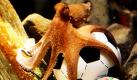 Inzwischen ist er eine weltweite Berühmtheit: Oktopus Paul orakelt wieder über den Ausgang eines WM-Spiels in Südafrika. Der Krake aus dem Sea Life-Aquarium in Oberhausen tippt diesmal auf den Sieg von Deutschland am Samstag gegen Uruguay. In ganz Europa wurde seine Muschelmahlzeit diesmal im Fernsehen übertragen.  Foto: ap