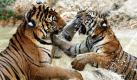 Zwei Tiger spielen in einem Fluss im Tiger-Tempel in Kanchanabur, Thailand. Die majestätischen Raubkatzen sind vom Aussterben bedroht. Ab morgen wird in Doha (Katar) auf der 15. Vertragsstaatenkonferenz des Washingtoner Artenschutzübereinkommens über Schutzmaßnahmen für bedrohte Tierarten beraten.  Foto: dpa