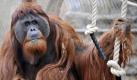 Komplett renoviert wurde der Zoo Gelsenkirchen, der jetzt Zoom Erlebniswelt heißt. 91 Millionen Euro wurden investiert - auch für ein 400 Quadratmeter großes Gehege mitr Kletterpark für Orang-Utans. Eintrittspreis: Eine Familie mit zwei Kindern zwischen vier und zwölf Jahren zahlt 55 Euro. Foto: dapd